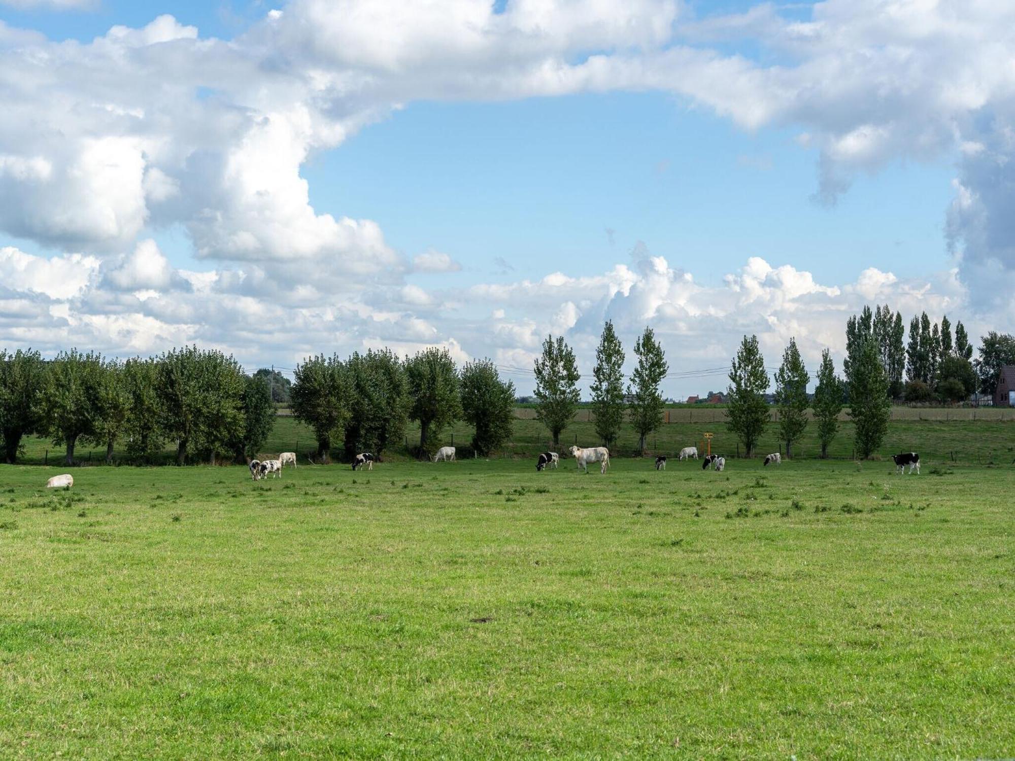 Spacious Holiday Home With Pond In Poperinge Roesbrugge-Haringe Eksteriør bilde